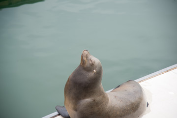 Fototapeta premium seal at pier