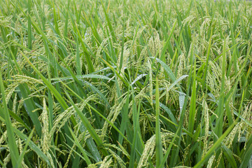 Close up rice fields.