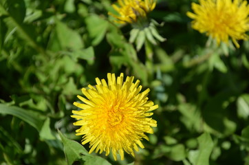 Яркие цветы одуванчика на фоне зеленого луга.