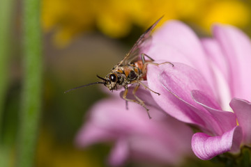 flower with insect