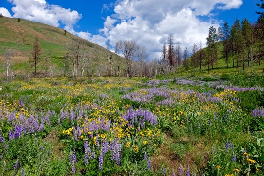 Spring Flowers, Meadows, Hills, Blue Sky and Clouds. North Cascades National park, Pipestone Canyon, Winthrop, Washington State, USA. 