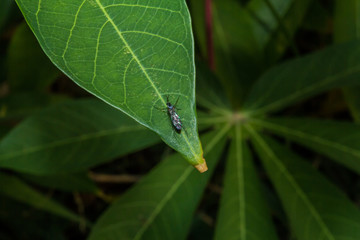 insect on leaf