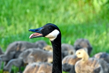 Canadian goose protecting babies