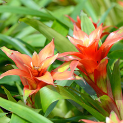 Bromeliad or Urn Plant (Aechmea fasciata) kind of local Brazil Plant.
