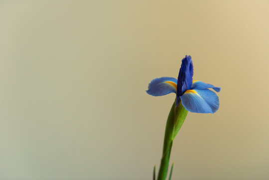 Purple Iris Flower On Light Background, close up