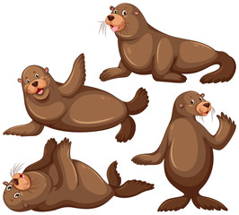 Sea lion in four poses
