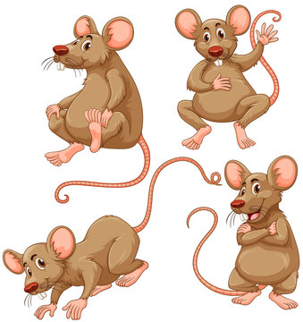 Four brown mouse on white background