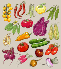 Big collection of hand-drawn vegetables, vector illustration in vintage style.