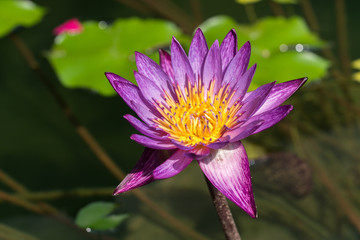 lotus
