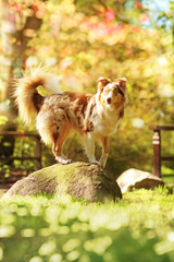 Australian Shepherd