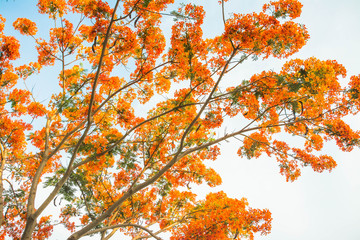 Flame tree Flower (Poinciana) blossom in Thailand.