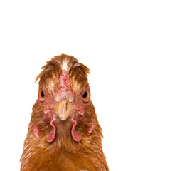Portrait of a chicken