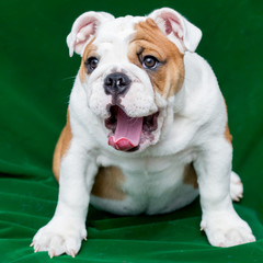 english bulldog