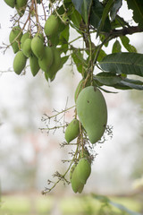 Green mango fruit is growing on a tree