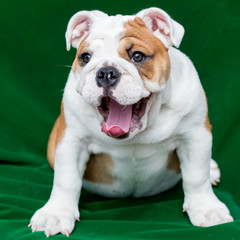 english bulldog