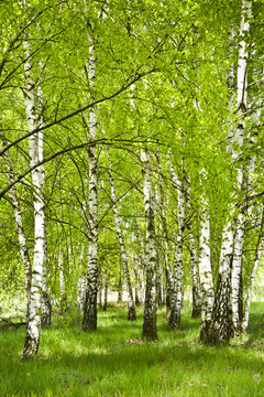 Fototapeta Brzozowy zagajnik wczesną wiosną w pogodny dzień. Młode brzozy z młodymi zielonymi liśćmi w świetle słońca.