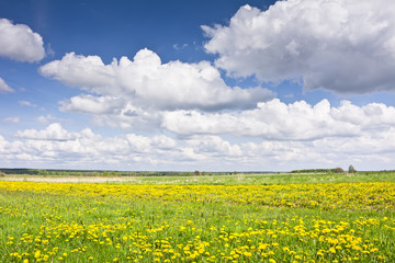 Fototapeta premium Krajobraz z mleczami, łąkami i chmurami na błękitnym niebie. Wiejski krajobraz wczesną wiosną w pogodny dzień.