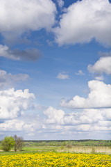 Naklejka premium Krajobraz z mleczami, łąkami i chmurami na błękitnym niebie. Wiejski krajobraz wczesną wiosną w pogodny dzień.