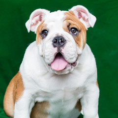 english bulldog