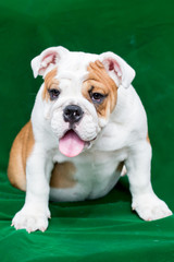 english bulldog