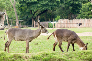 wildlife