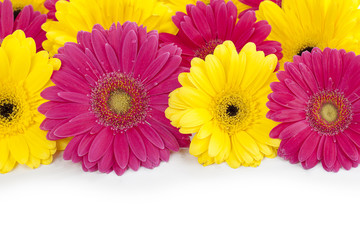 close up view of  pink and yellow daisies
