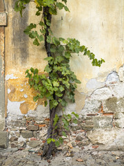 old concrete wall with creeping plant