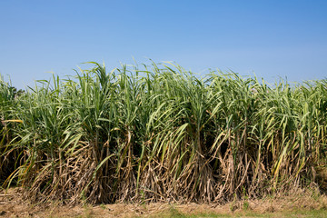 Sugar cane field in blue sky