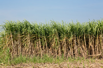 Sugar cane field in blue sky