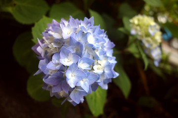 あじさい