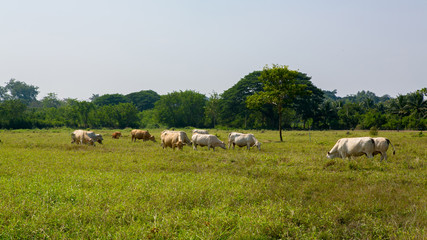 Obraz premium Cows grazing on a green summer meadow