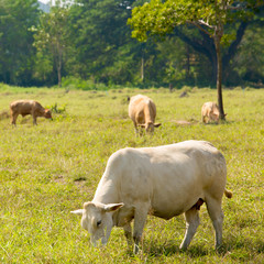 Cows grazing on a green summer meadow