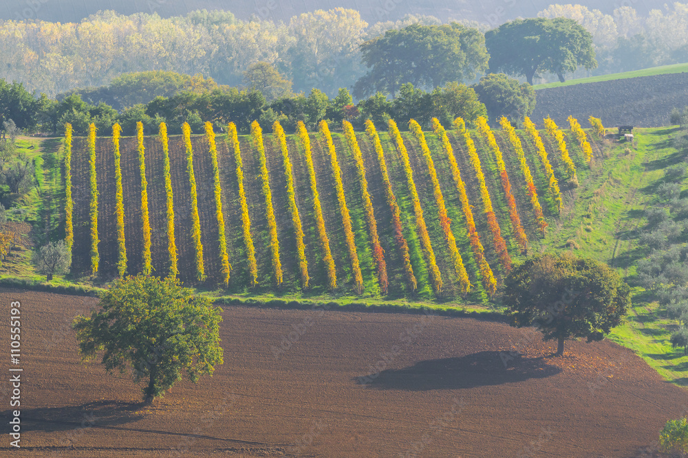 Wall mural Landscape with Bright Vineyards