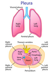 Fototapeta premium human lungs anatomy vector