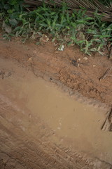 Vertical overhead CU muddy jungle road with roadside puddle and leafy vegetation on the fringe.