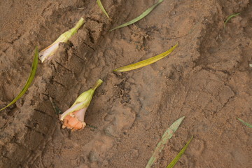 Ground level view horizontal CU jungle road with flowers and leaves after drying in the sun a bit