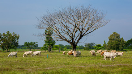 Fototapeta na wymiar Cows grazing on a green summer meadow