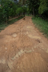 Vertical View of Muddy Country Road