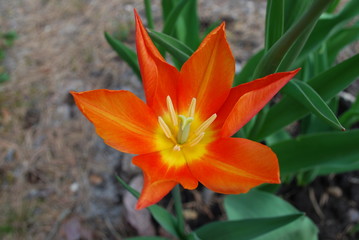 Orange tulip (Tulips lily-flowering) blossom. Springtime.