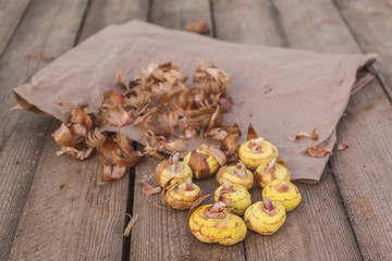 Gladiolus bulbs  on a wooden table