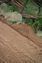 Vertical overhead CU muddy jungle road with leafy vegetation and diagonal tire track mark