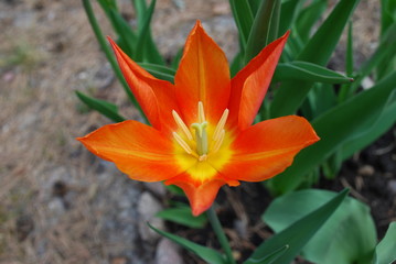Fototapeta premium Orange tulip (Tulips lily-flowering) blossom. Springtime.