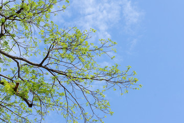 Trees and sky