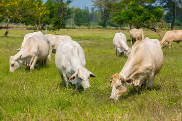 Cows grazing on a green summer meadow