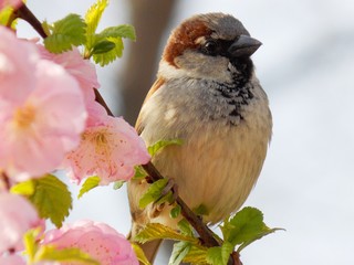 little sparrow on a branch blossomed flowers