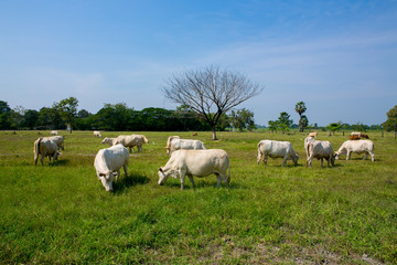 Obraz premium Cows grazing on a green summer meadow