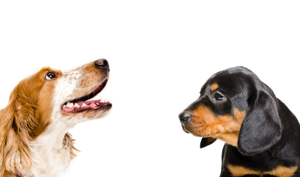 รูปภาพKopov – เลือกดูภาพถ่ายสต็อก เวกเตอร์ และวิดีโอ148 | Adobe Stock