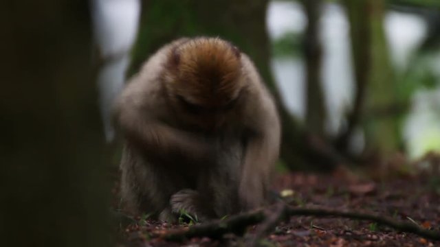 Affe isst von Boden
