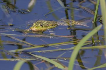 Wasserfrosch, Teichfrosch im See
