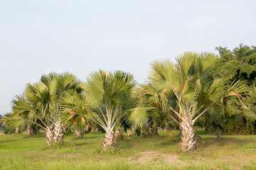 Obraz premium Palm tree